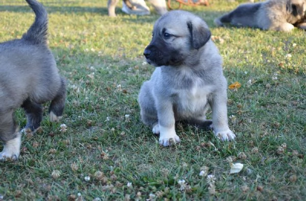 Kangal Cuccioli | Foto 3