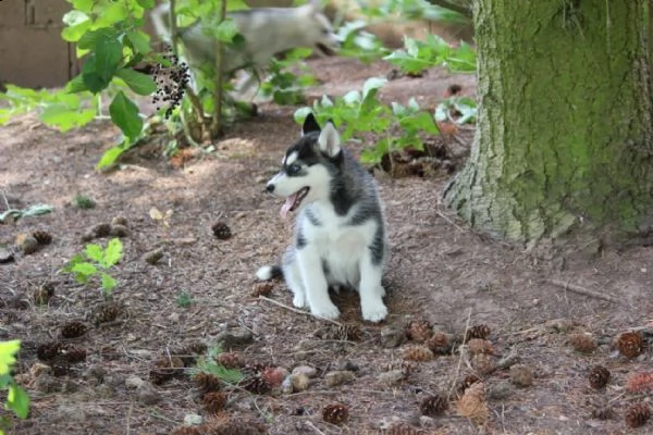 ultime 3 femmine di siberian husky con pedigree enci  | Foto 1