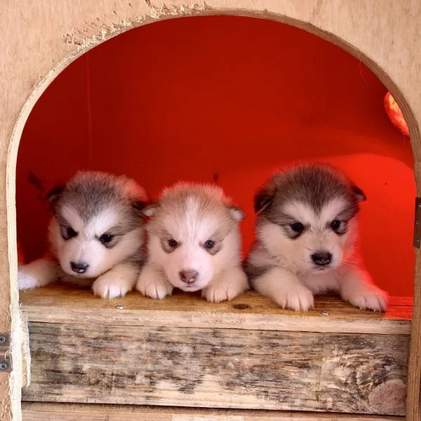 cuccioli alaskan malamute | Foto 6