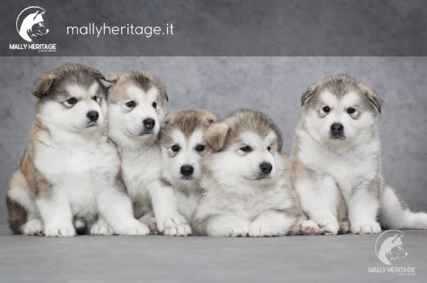 cuccioli alaskan malamute | Foto 5