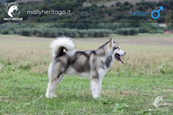 cuccioli alaskan malamute | Foto 3