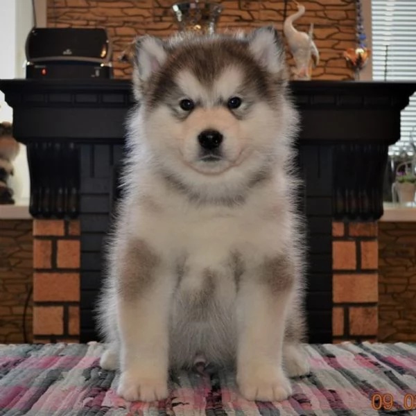 cuccioli alaskan malamute | Foto 2