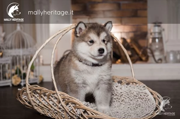 cuccioli alaskan malamute | Foto 0