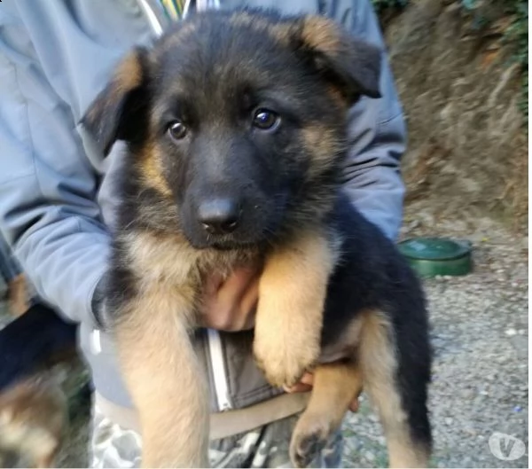 cuccioli di pastore tedesco | Foto 2