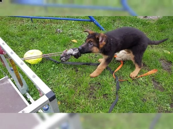 cuccioli di pastore tedesco | Foto 1