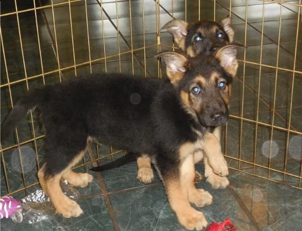 cuccioli di pastore tedesco