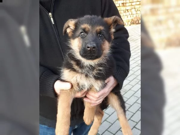 cuccioli di pastore tedesco | Foto 0