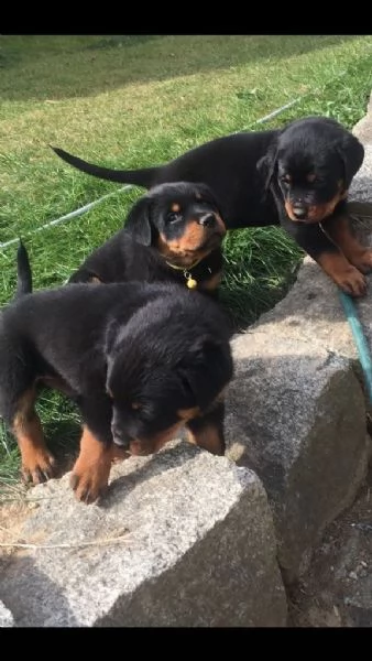 cucciolata di rottweiler maschio e emmina di 3 mesi | Foto 2