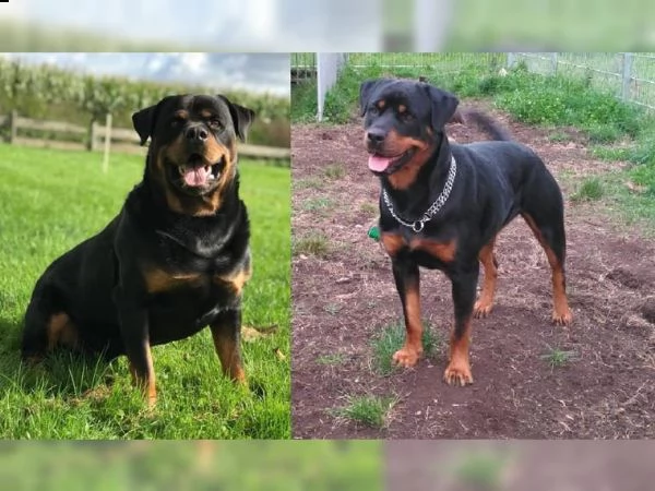 cucciolata di rottweiler maschio e emmina di 3 mesi | Foto 1