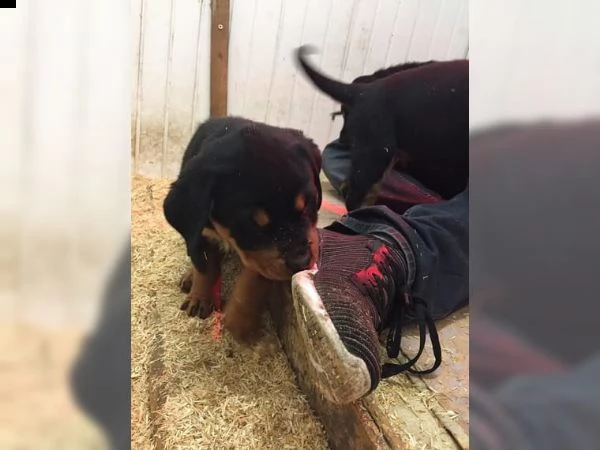 cucciolata di rottweiler maschio e emmina di 3 mesi | Foto 0