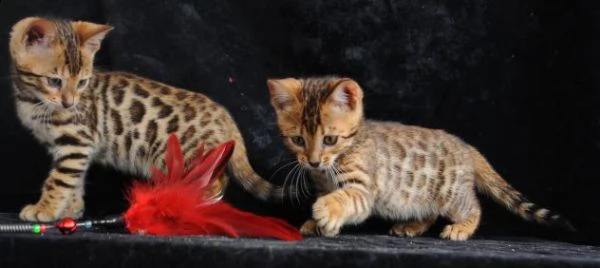 bengal - cuccioli di bengala | Foto 1