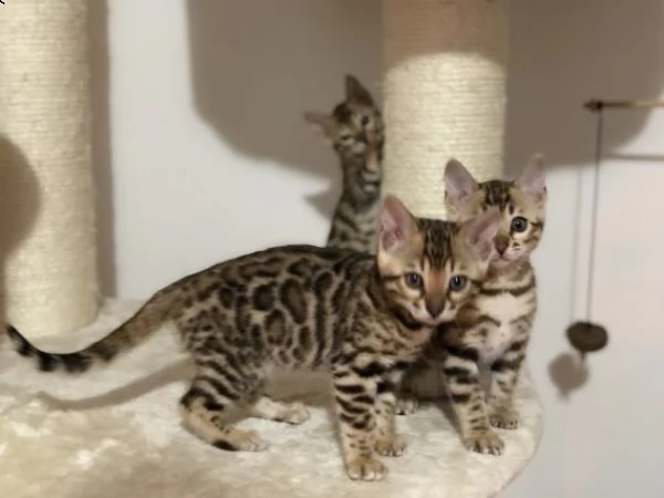 bengal - cuccioli di bengala | Foto 0