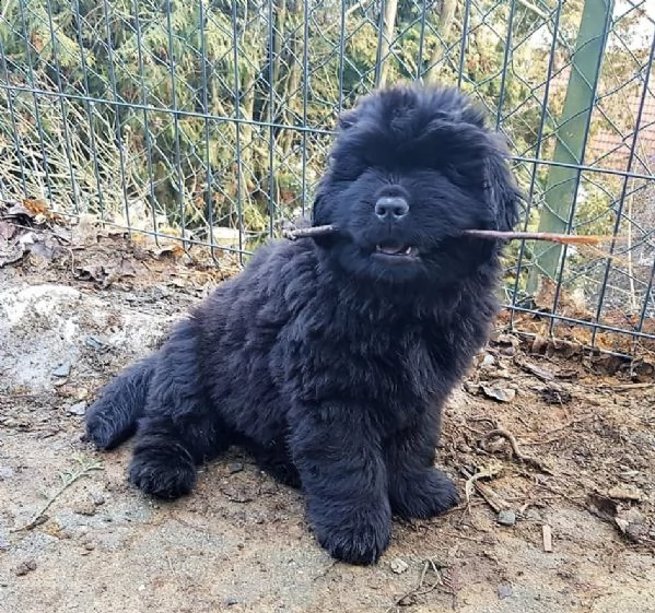 cuccioli di terranova disponibili