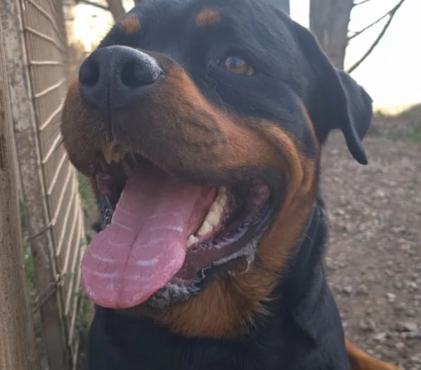 Koby rottweiler di 2 anni | Foto 3