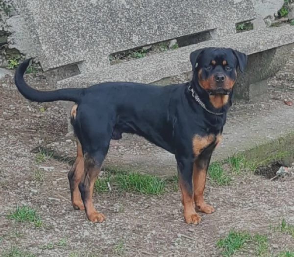 Koby rottweiler di 2 anni | Foto 2