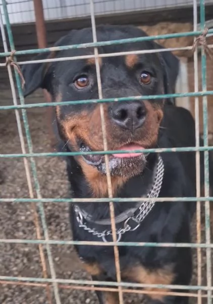 Koby rottweiler di 2 anni