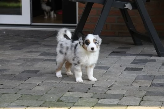 cuccioli australian shepherd