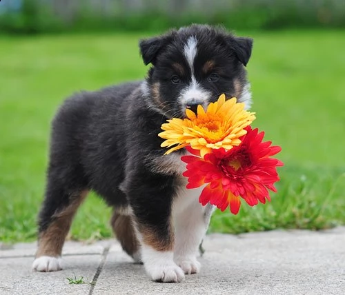 cuccioli australian shepherd | Foto 2