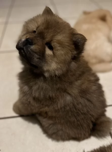 Cuccioli chow chow  | Foto 1