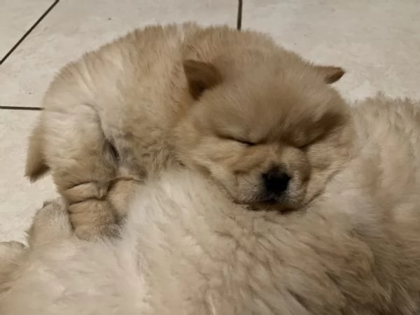 Cuccioli chow chow  | Foto 0