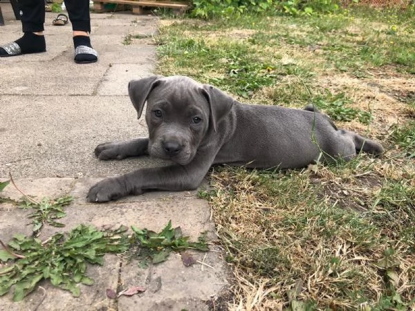 cuccioli sani di pit-bull ancora disponibili  | Foto 1