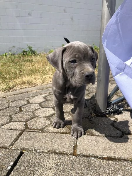 cuccioli sani di pit-bull ancora disponibili 