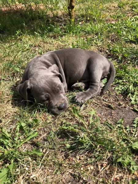 cuccioli sani di pit-bull ancora disponibili  | Foto 0