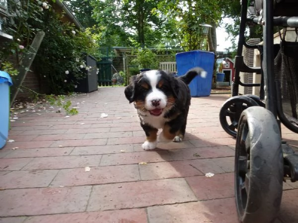  cuccioli bovaro del bernese con pedigree | Foto 3