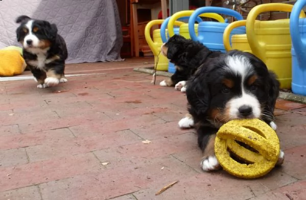  cuccioli bovaro del bernese con pedigree | Foto 2