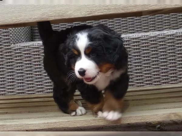  cuccioli bovaro del bernese con pedigree | Foto 1