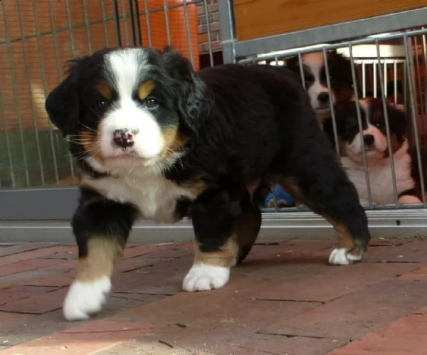  cuccioli bovaro del bernese con pedigree | Foto 0