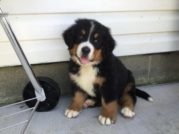  cuccioli bovaro del bernese con pedigree