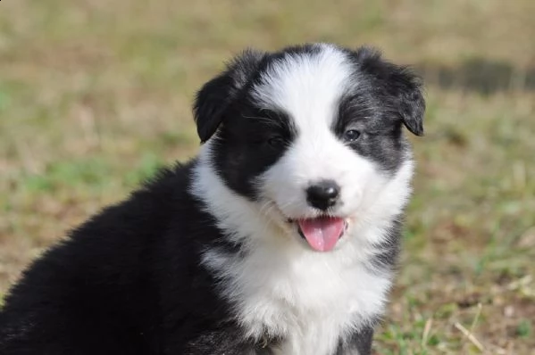  border collie con pedigrée splendidi cuccioli | Foto 2