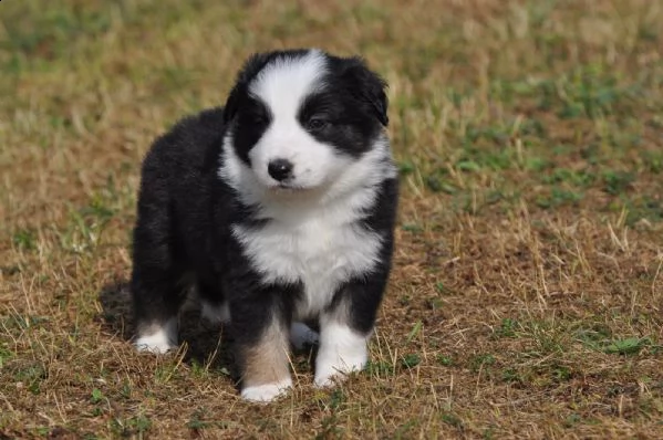  border collie con pedigrée splendidi cuccioli | Foto 1