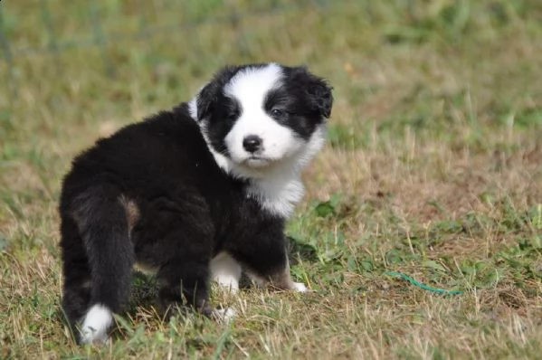  border collie con pedigrée splendidi cuccioli | Foto 0