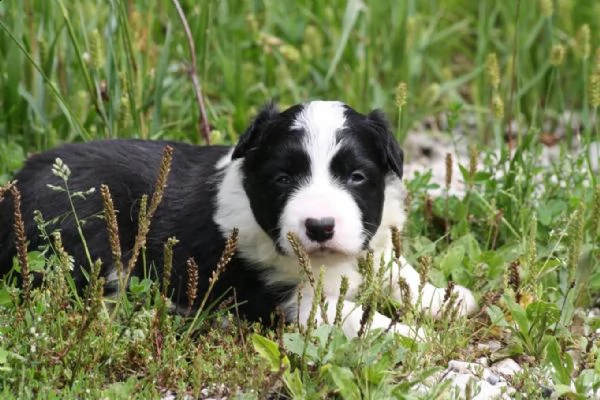  border collie con pedigrée splendidi cuccioli