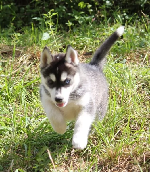 cuccioli di siberiano husky maschi e femmine 