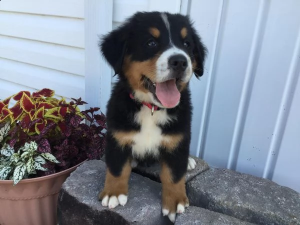 disponibili cuccioli di bovaro del bernese, | Foto 2