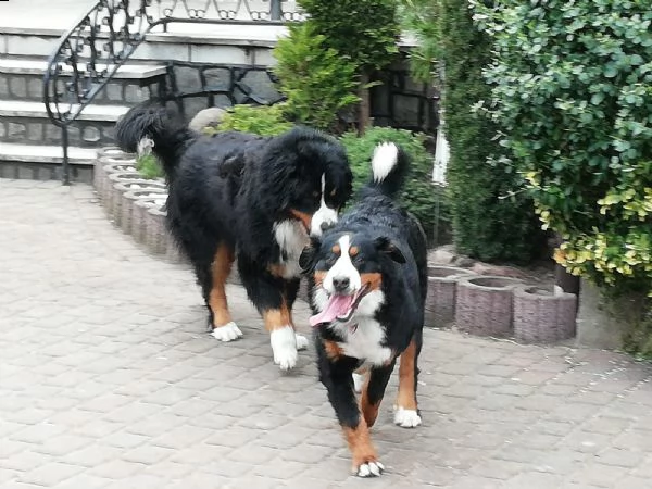 disponibili cuccioli di bovaro del bernese, | Foto 1