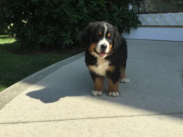 disponibili cuccioli di bovaro del bernese, | Foto 0