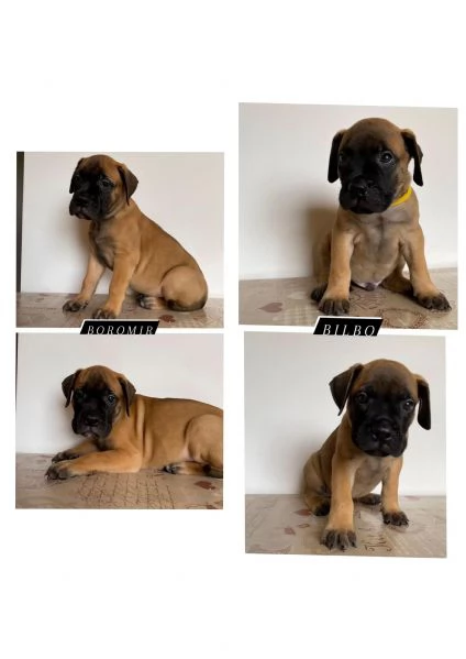 CUCCIOLI DI BULLMASTIFF | Foto 8