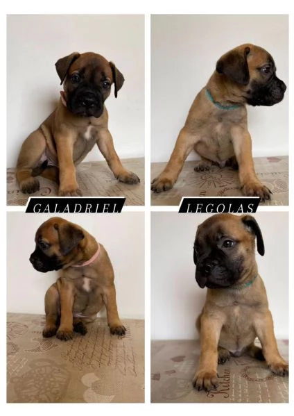 CUCCIOLI DI BULLMASTIFF | Foto 7