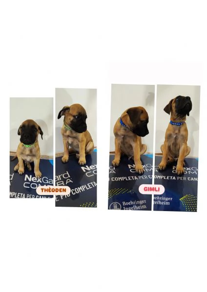 CUCCIOLI DI BULLMASTIFF | Foto 6