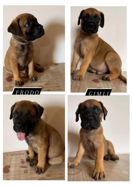 CUCCIOLI DI BULLMASTIFF | Foto 5