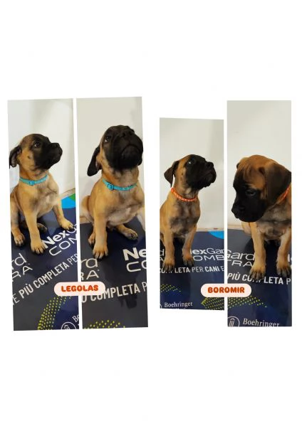 CUCCIOLI DI BULLMASTIFF