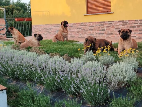 CUCCIOLI DI BULLMASTIFF | Foto 4