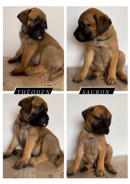 CUCCIOLI DI BULLMASTIFF | Foto 1