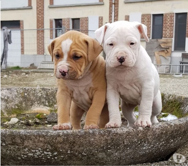 american staffordshire terrier