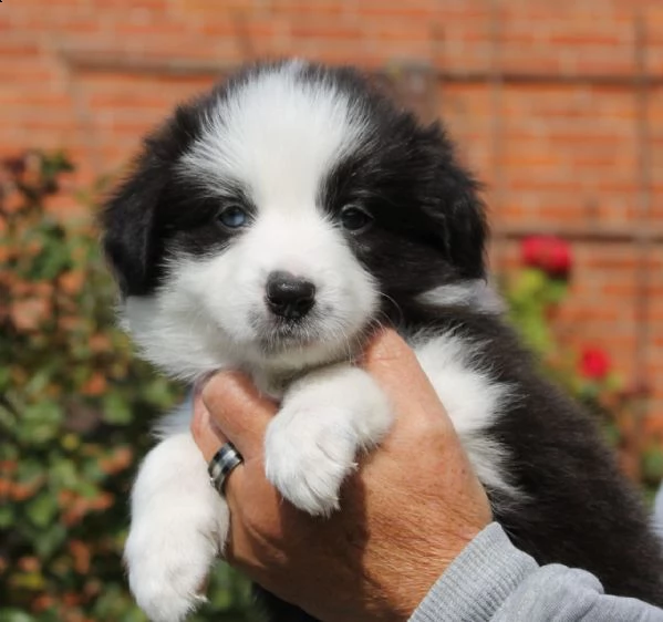 border collie con pedigrée splendidi cuccioli