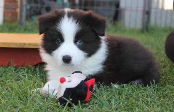 border collie con pedigrée splendidi cuccioli | Foto 1